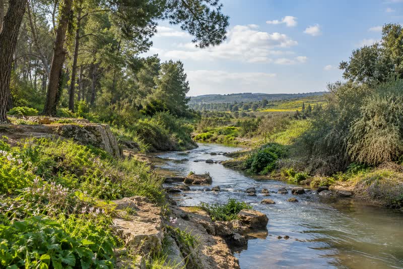 תמונת המחשה למסלול צור נתן ונחל אלכסנדר העליון: נחל אלכסנדר העליון ויער אורנים וברושים.